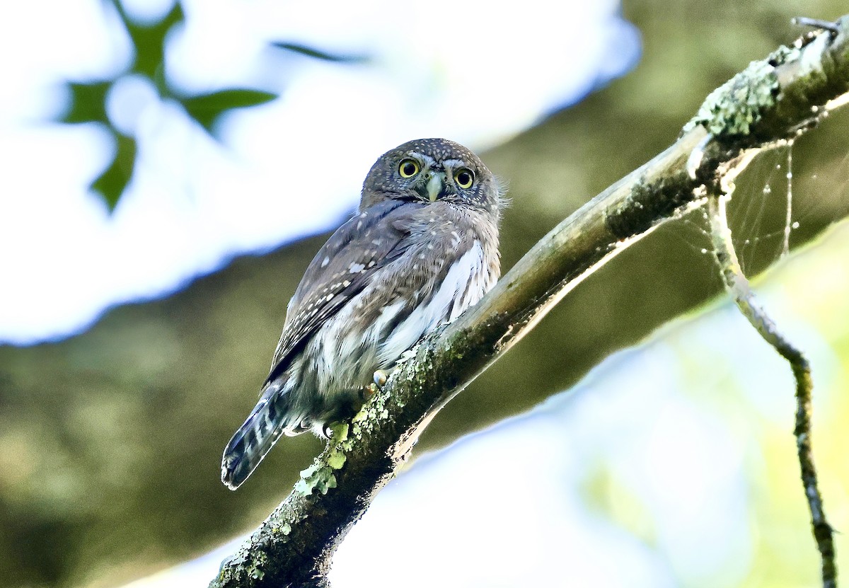 gnomugle - ML644534202