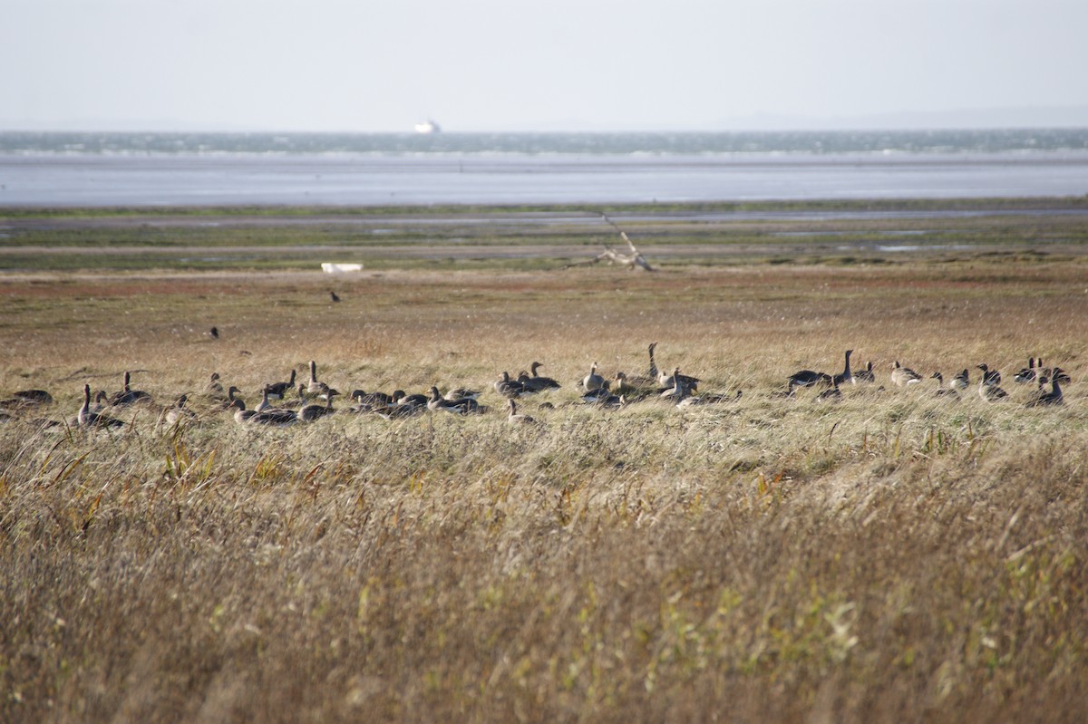 灰雁 - ML644534208