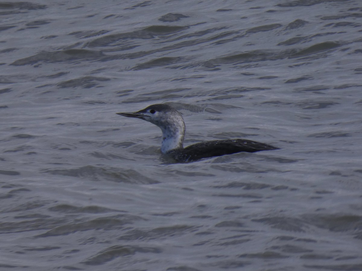 Red-throated Loon - ML644534215
