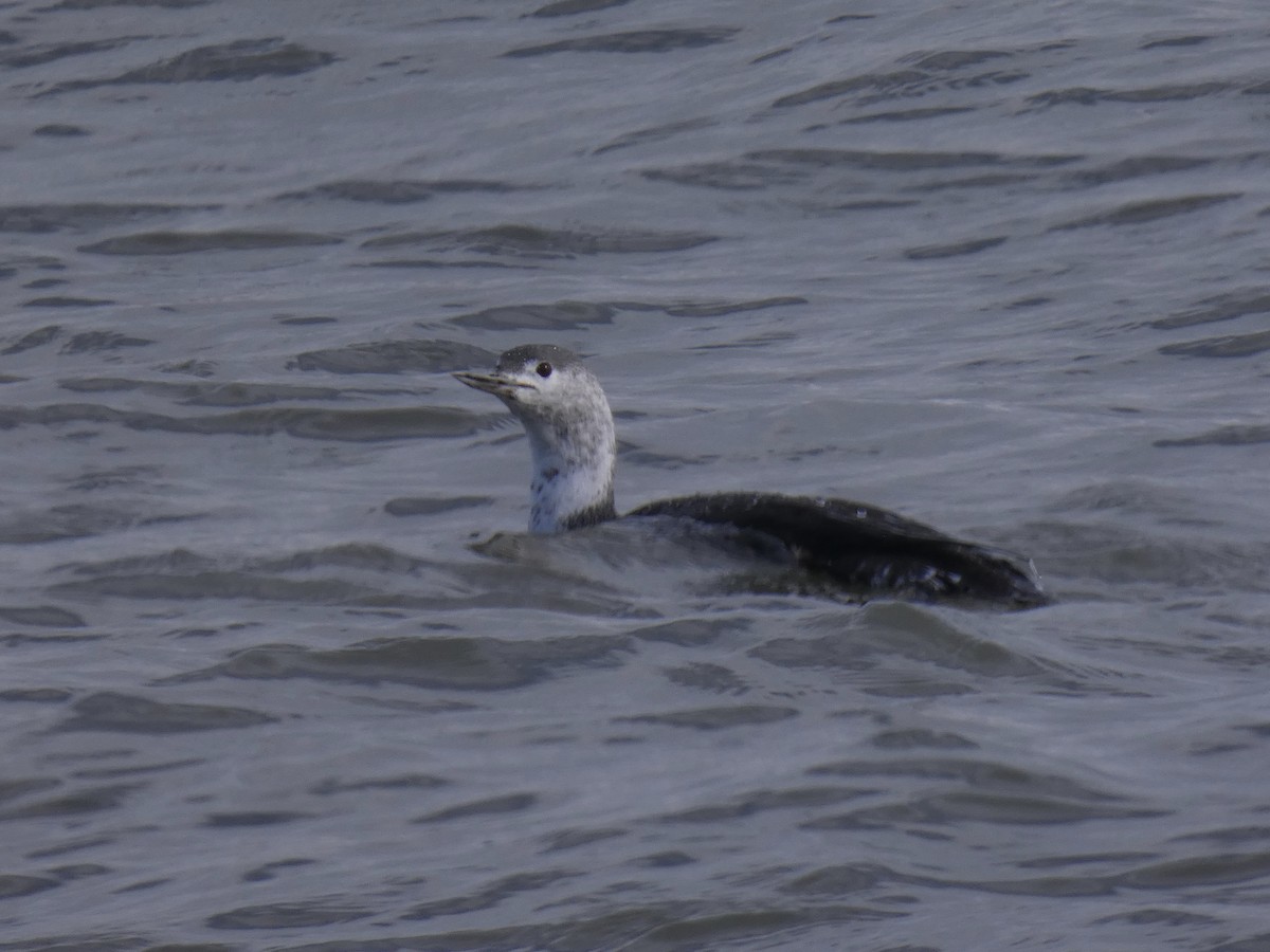 Red-throated Loon - ML644534216