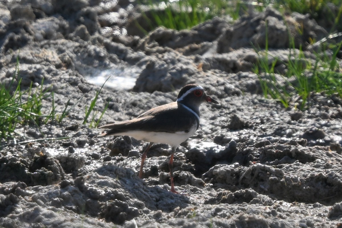 ミスジチドリ（bifrontatus） - ML644534220