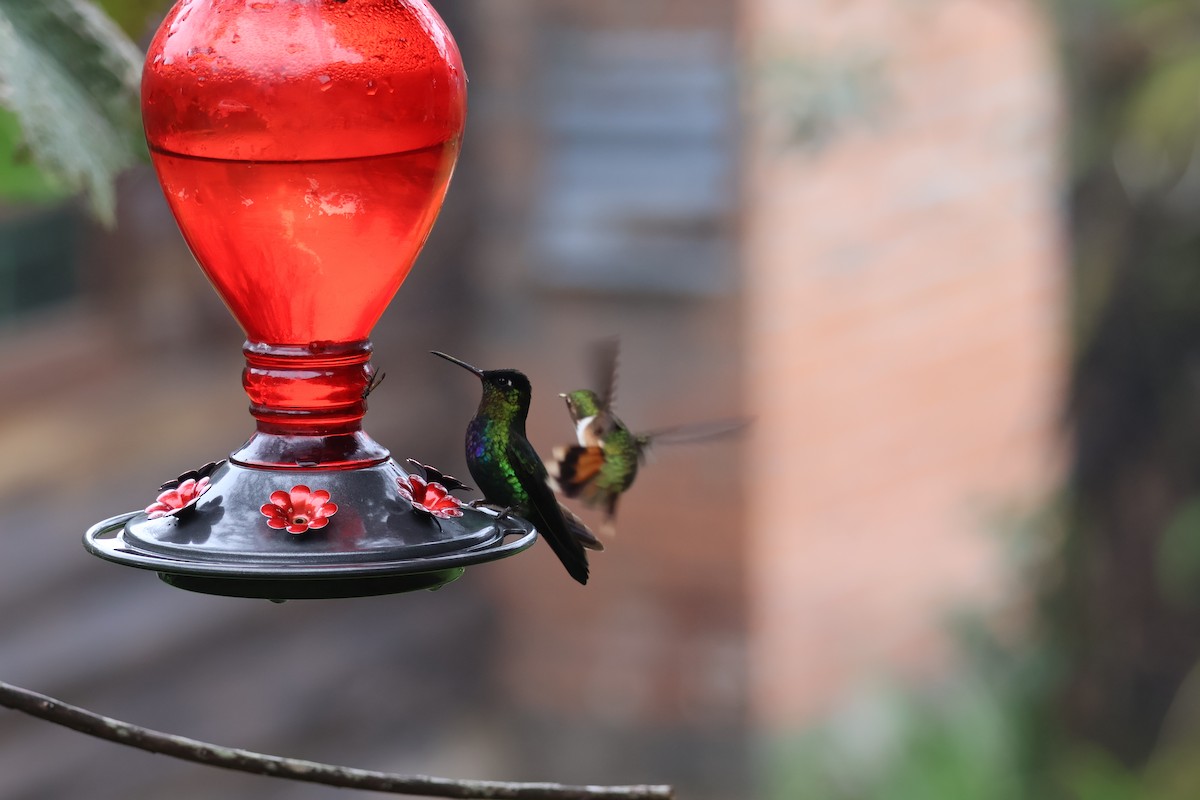 Volcano Hummingbird - ML644534221