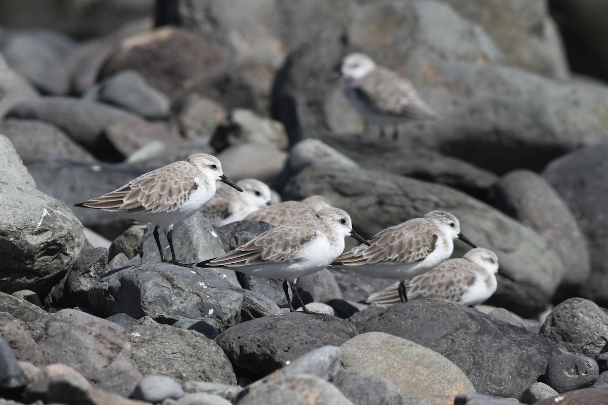 Песчанка - ML644534227