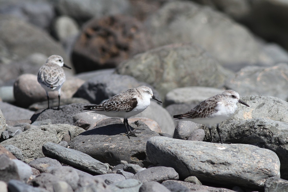 Песчанка - ML644534229
