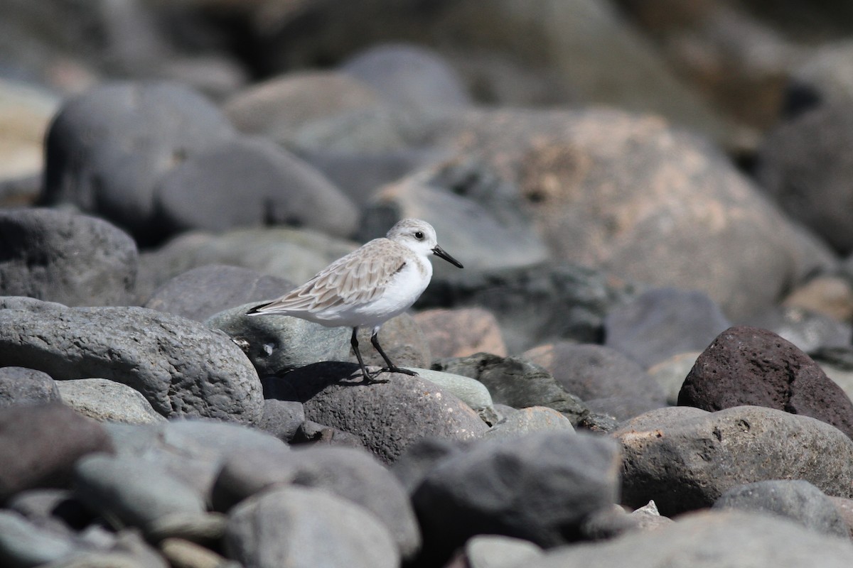 Песчанка - ML644534230