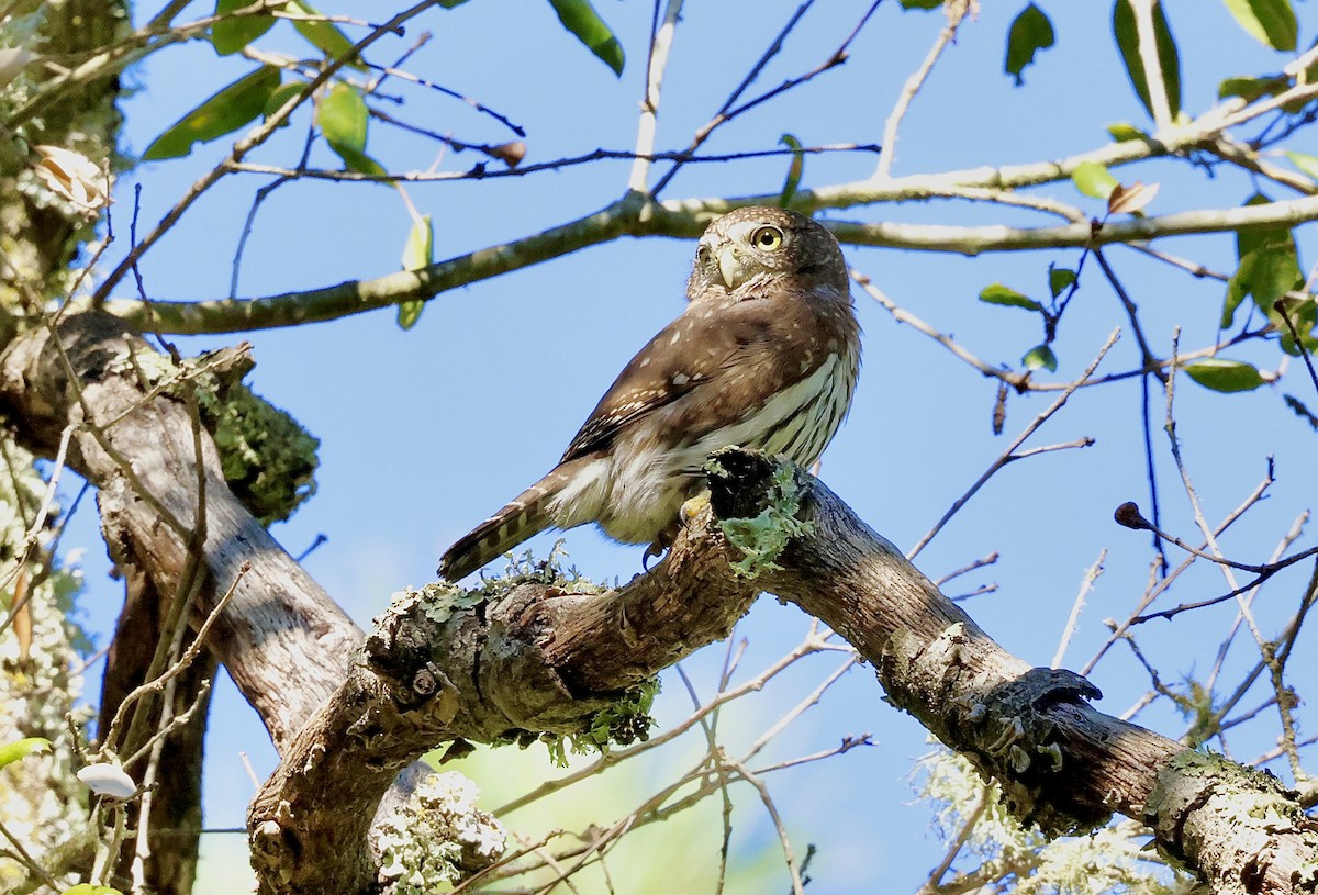 gnomugle - ML644534232