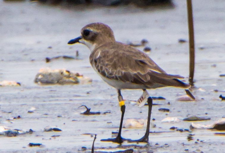 Chorlitejo Mongol - ML644534233