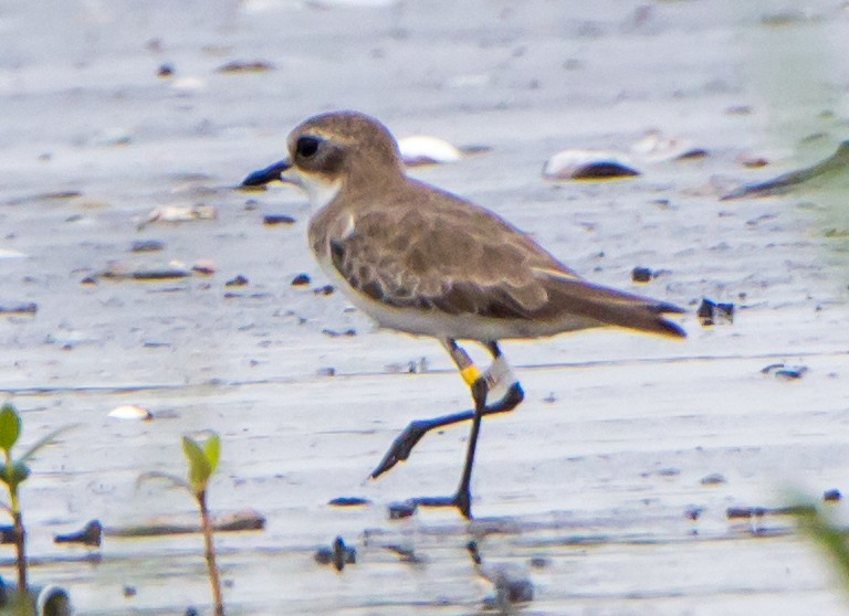 Chorlitejo Mongol - ML644534234