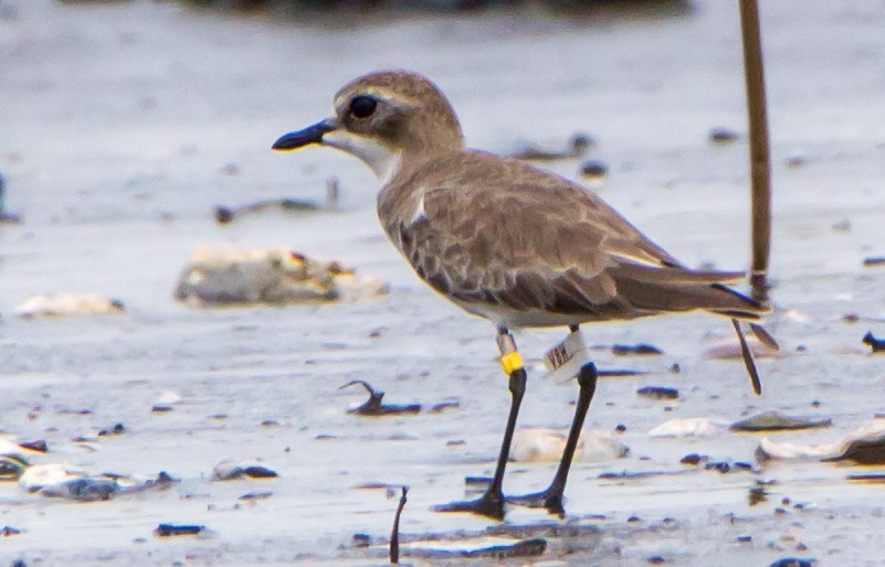 Chorlitejo Mongol - ML644534235