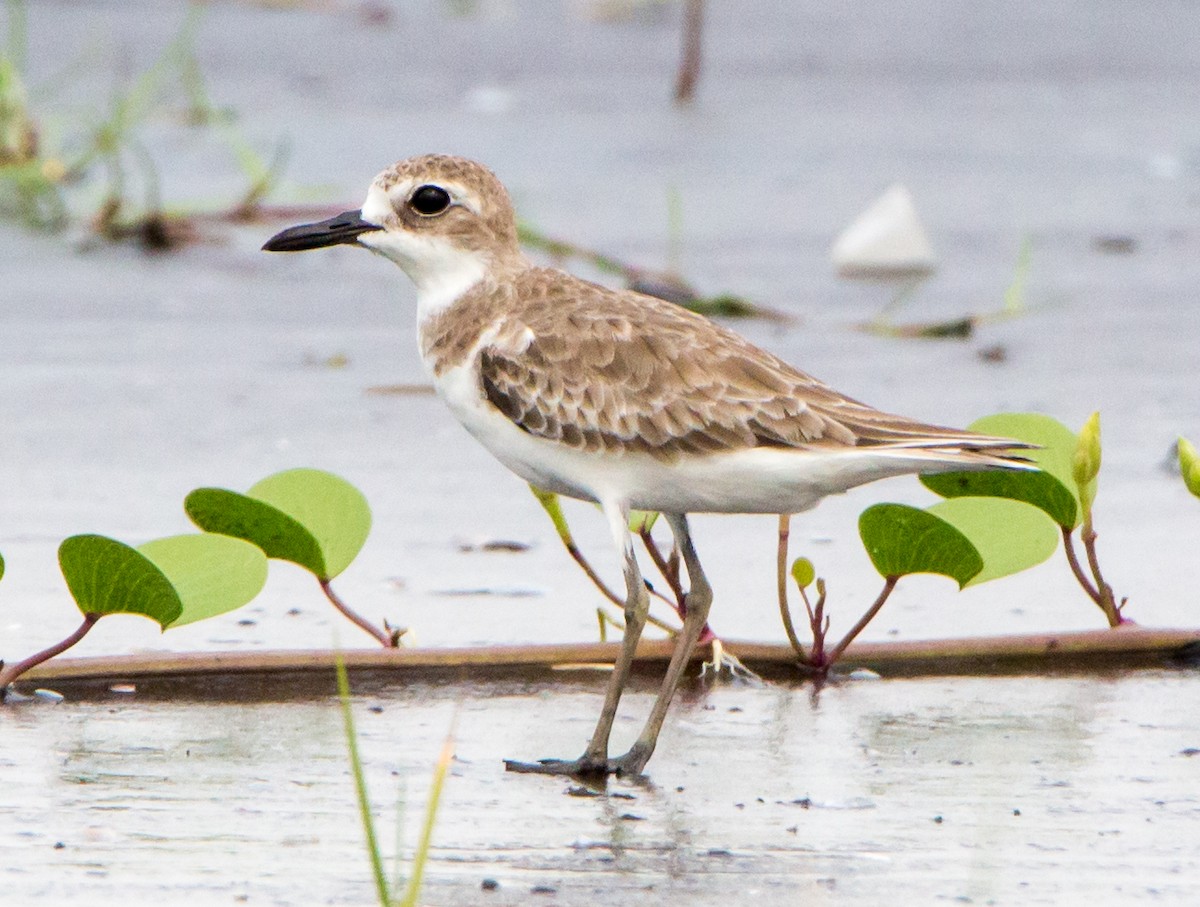 Chorlitejo Mongol - ML644534236