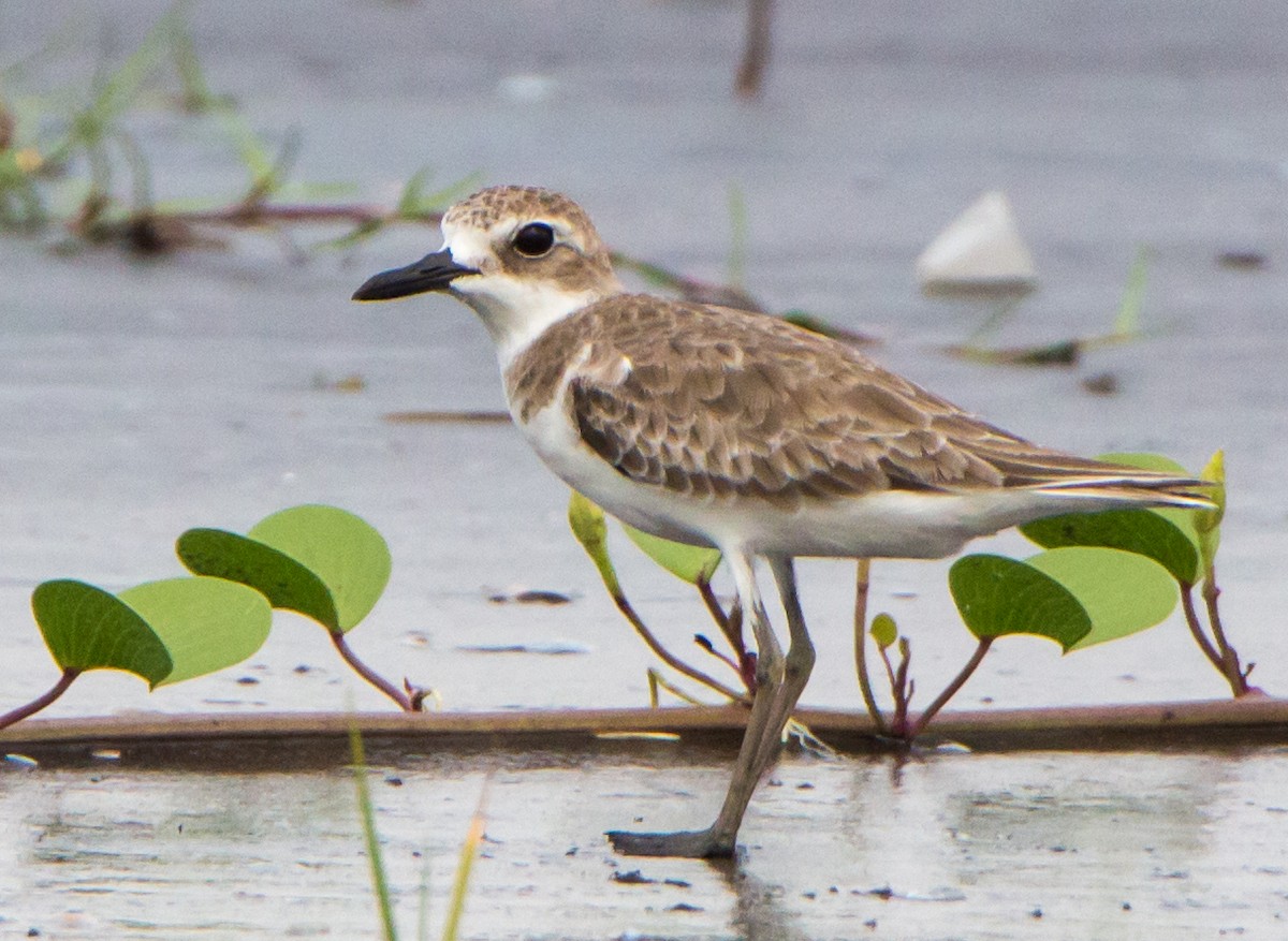 Chorlitejo Mongol - ML644534237