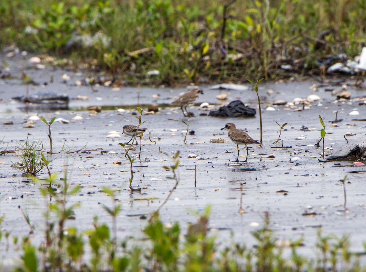 Chorlitejo Mongol - ML644534238