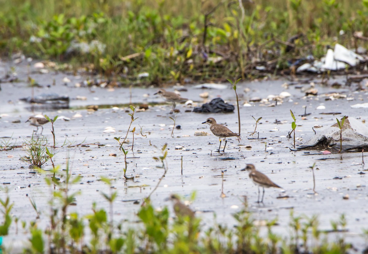 Chorlitejo Mongol - ML644534239