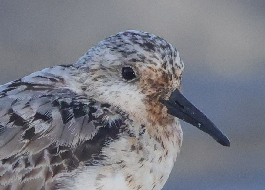 Гурвалж элсэг - ML644534242