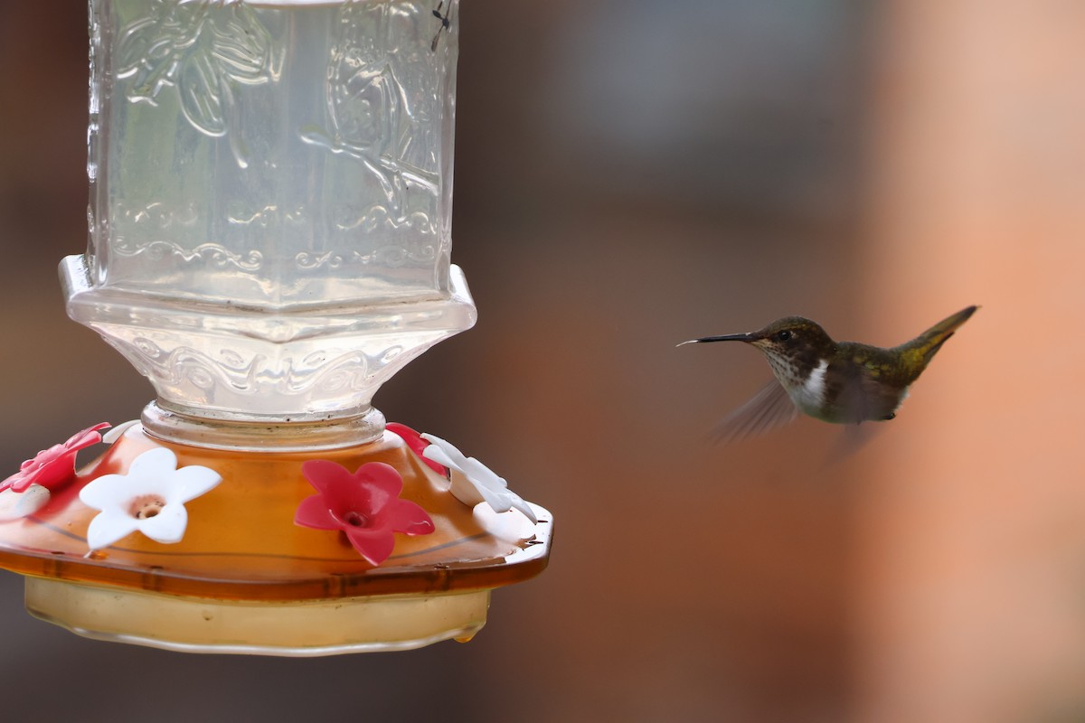 Volcano Hummingbird - ML644534249