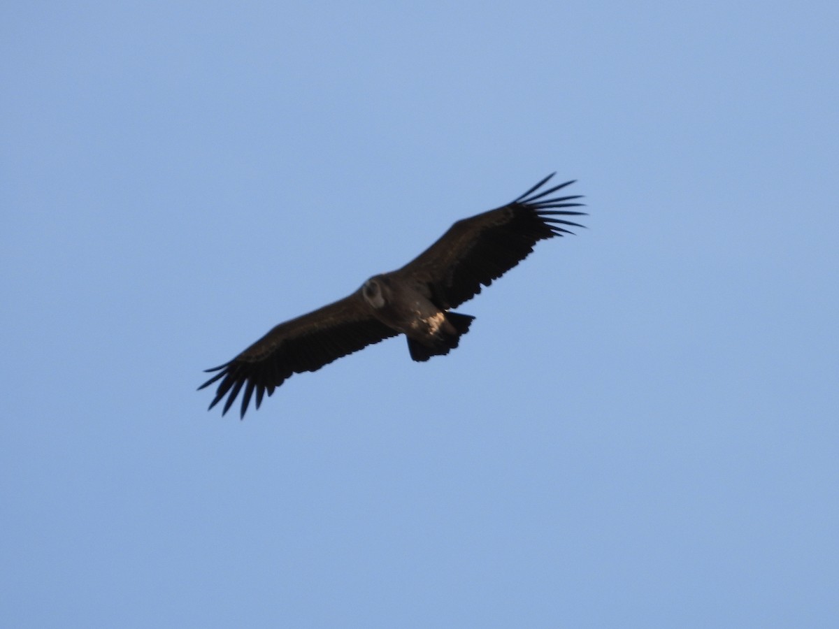 Vautour fauve - ML644534255