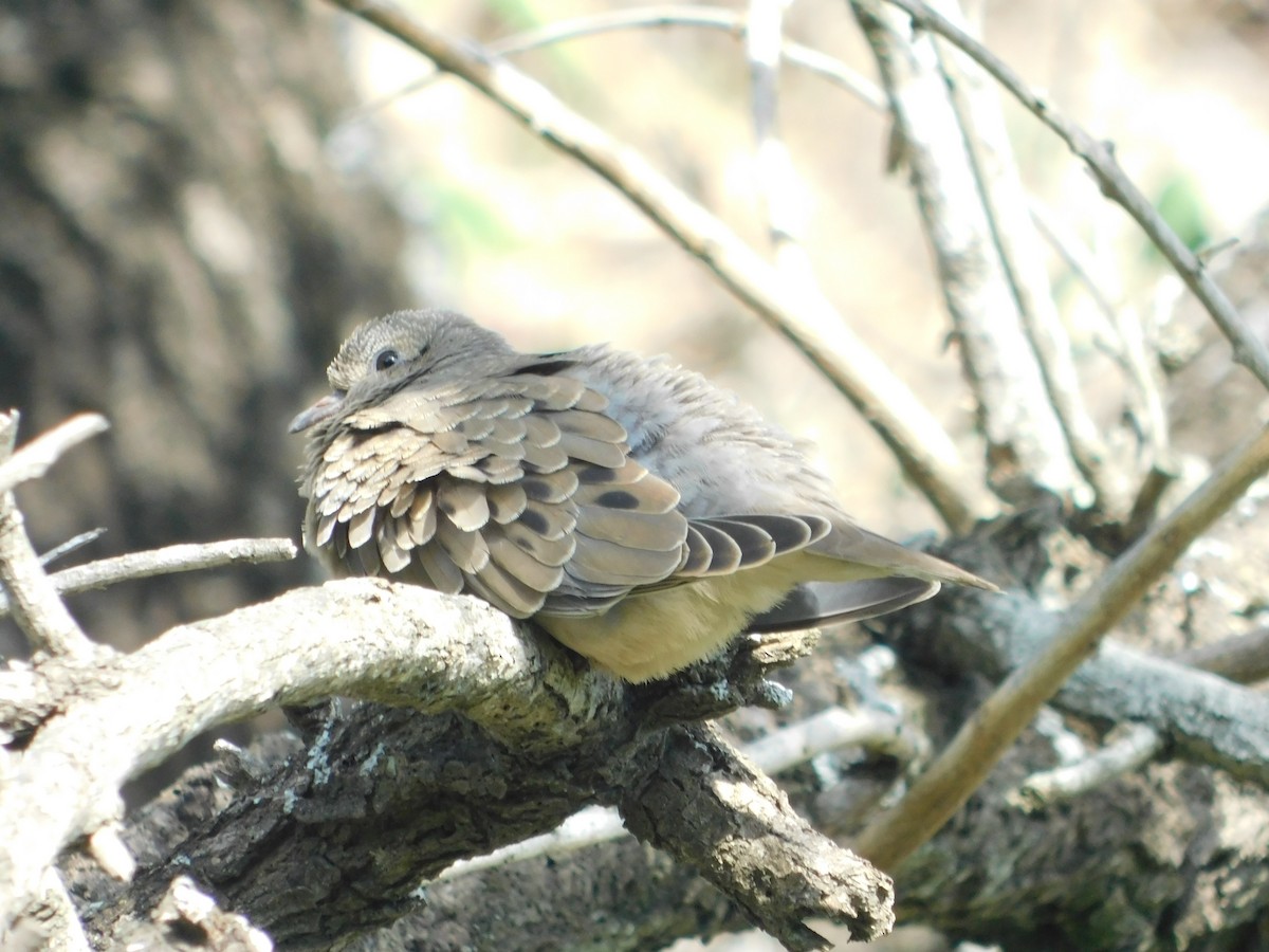 Zenaida belarriduna - ML644534261