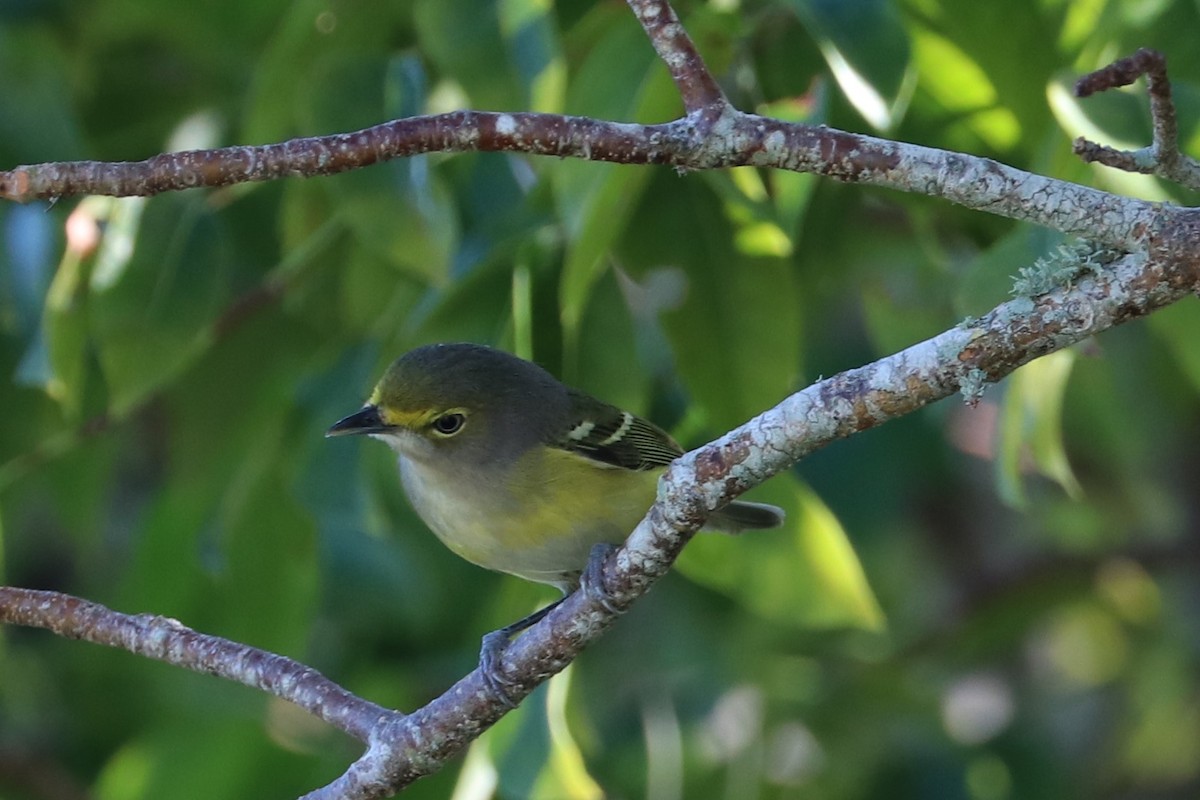 White-eyed Vireo - ML644534267