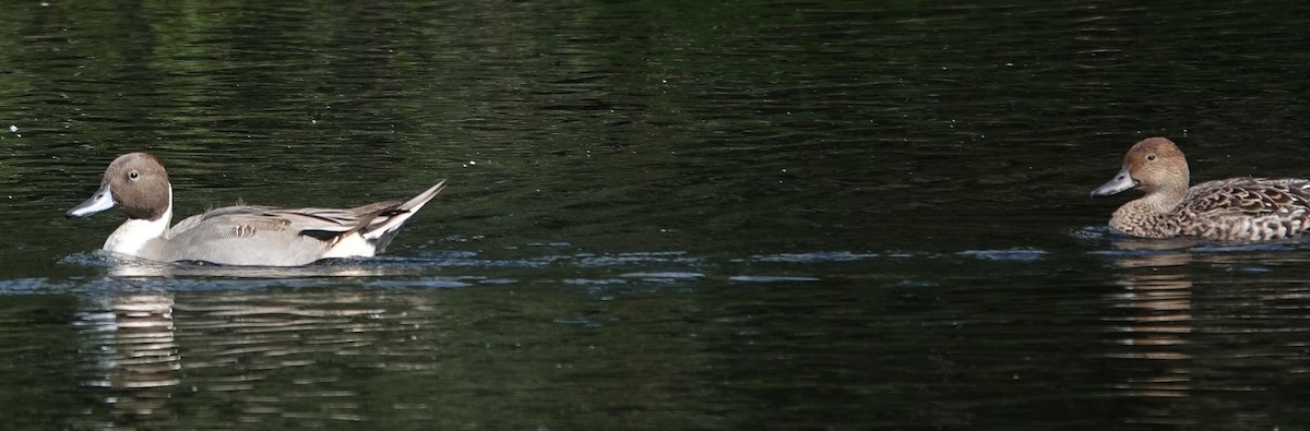 Northern Pintail - ML644534269