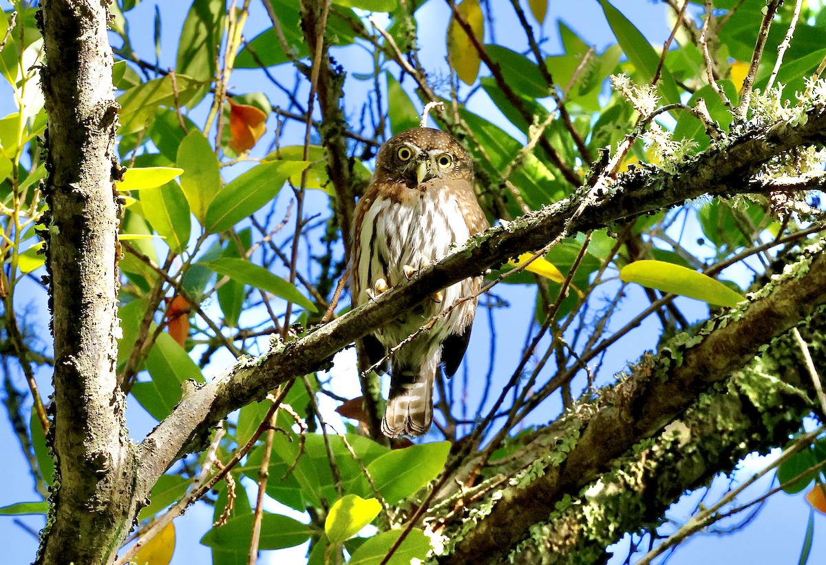 gnomugle - ML644534270