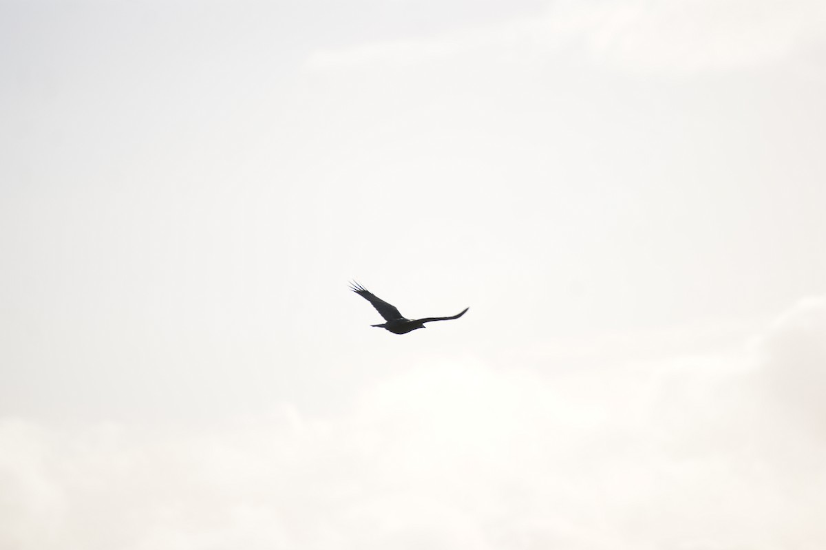 Kolkrabe - ML644534271