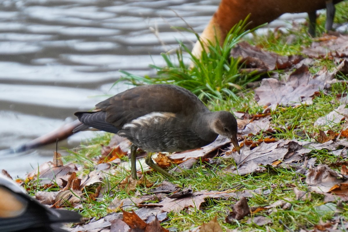 Eurasian Moorhen - ML644534272