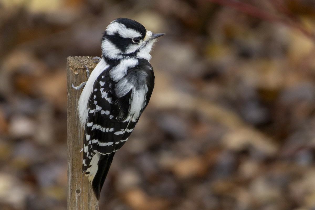Downy Woodpecker - ML644534273