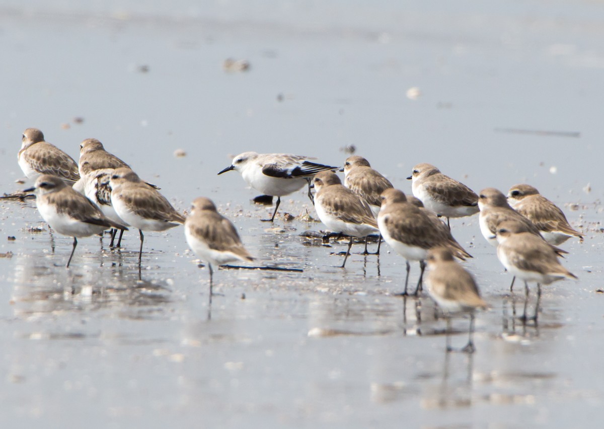 Песчанка - ML644534276