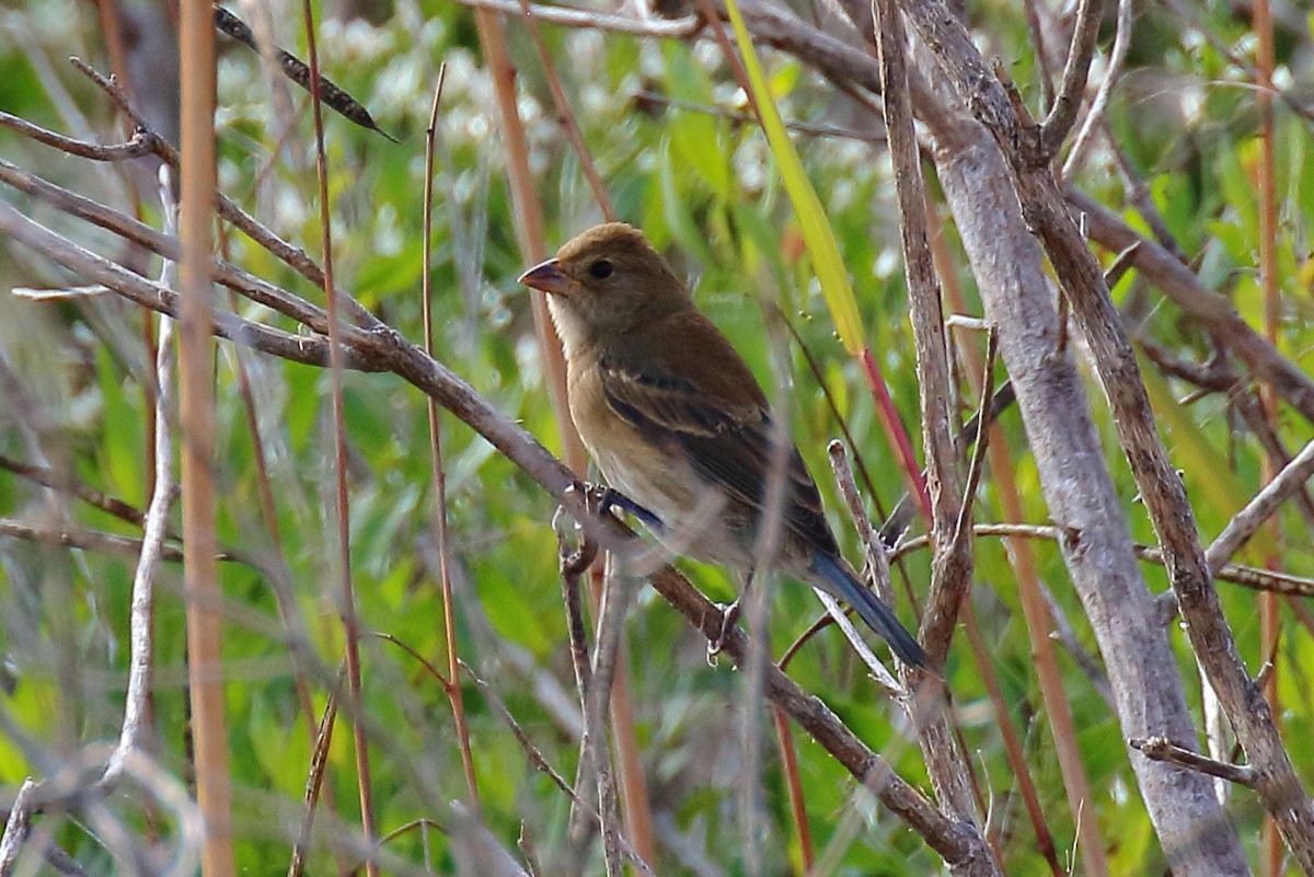 Indigo Bunting - ML644534278