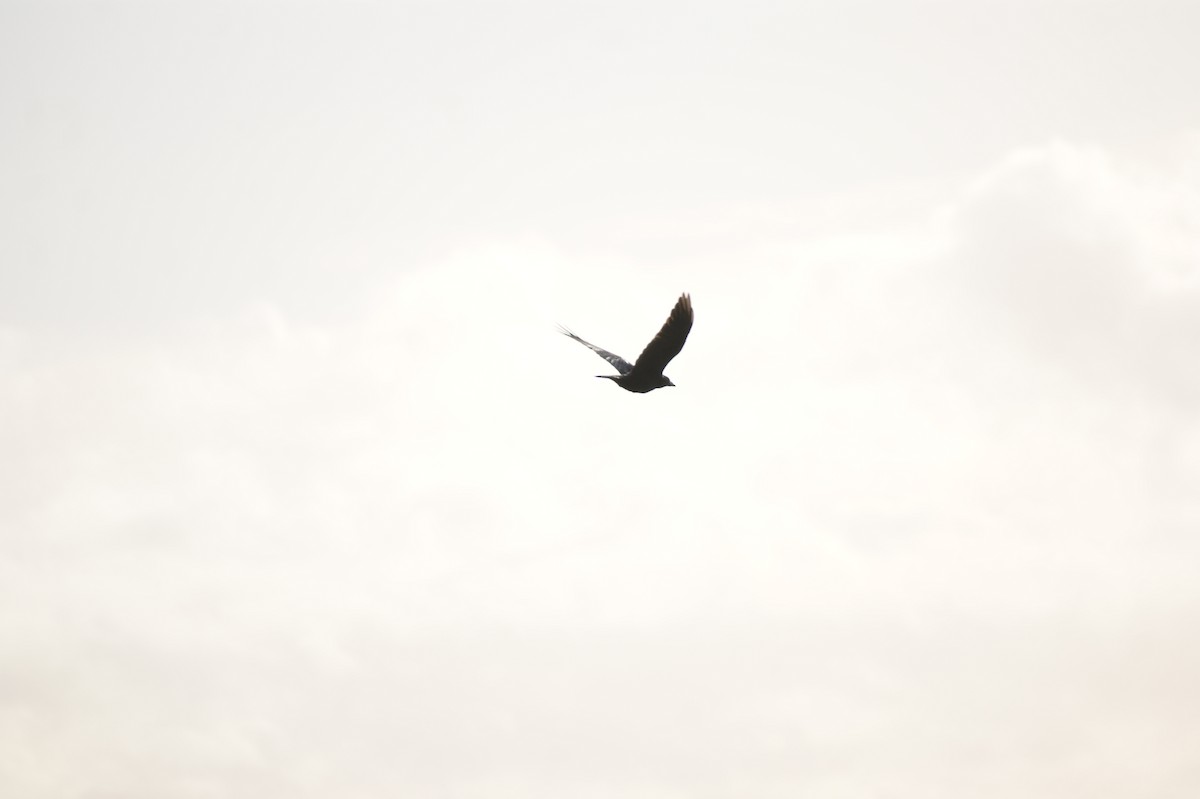 Kolkrabe - ML644534279