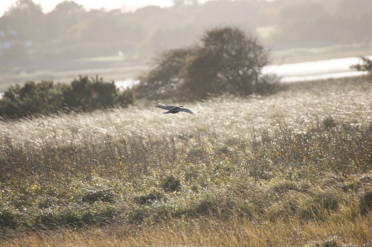 Kolkrabe - ML644534291