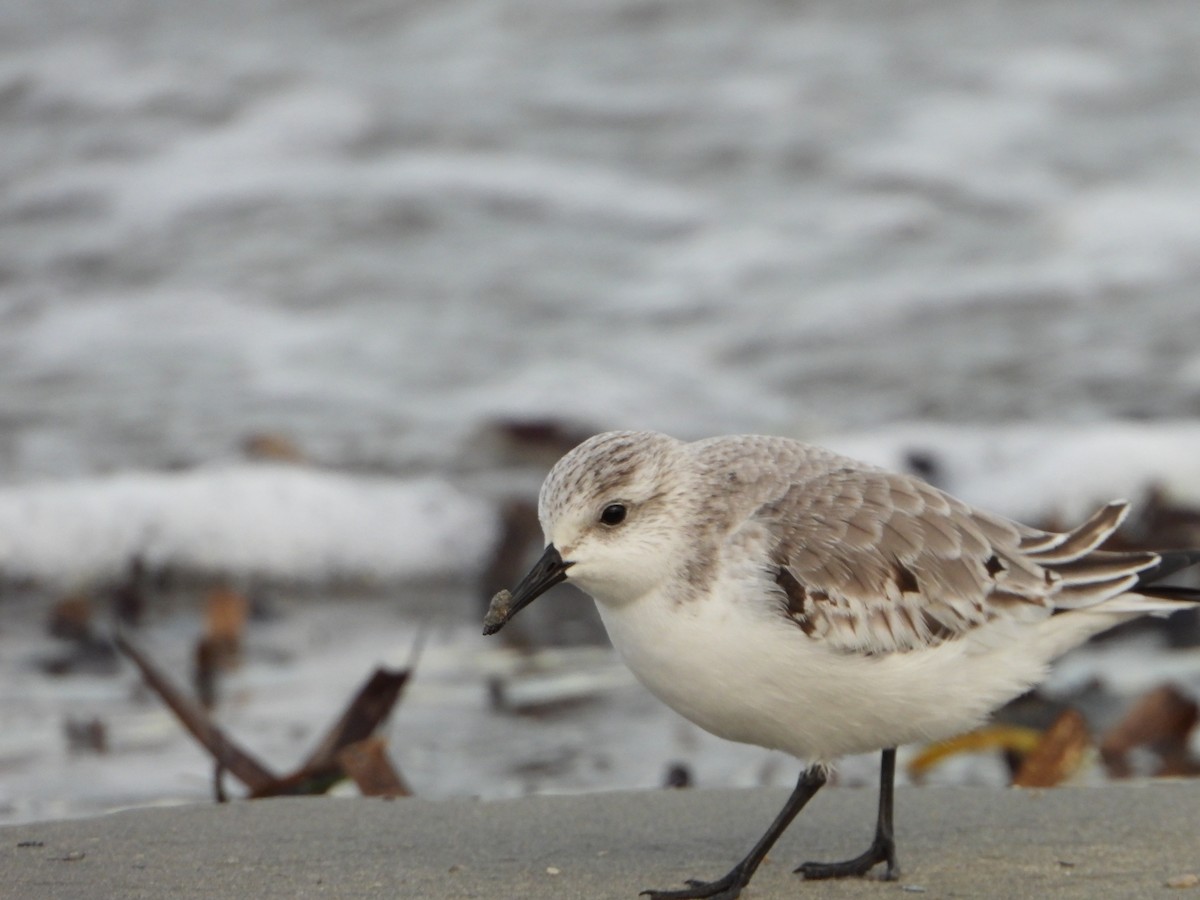Sanderling - ML644534292