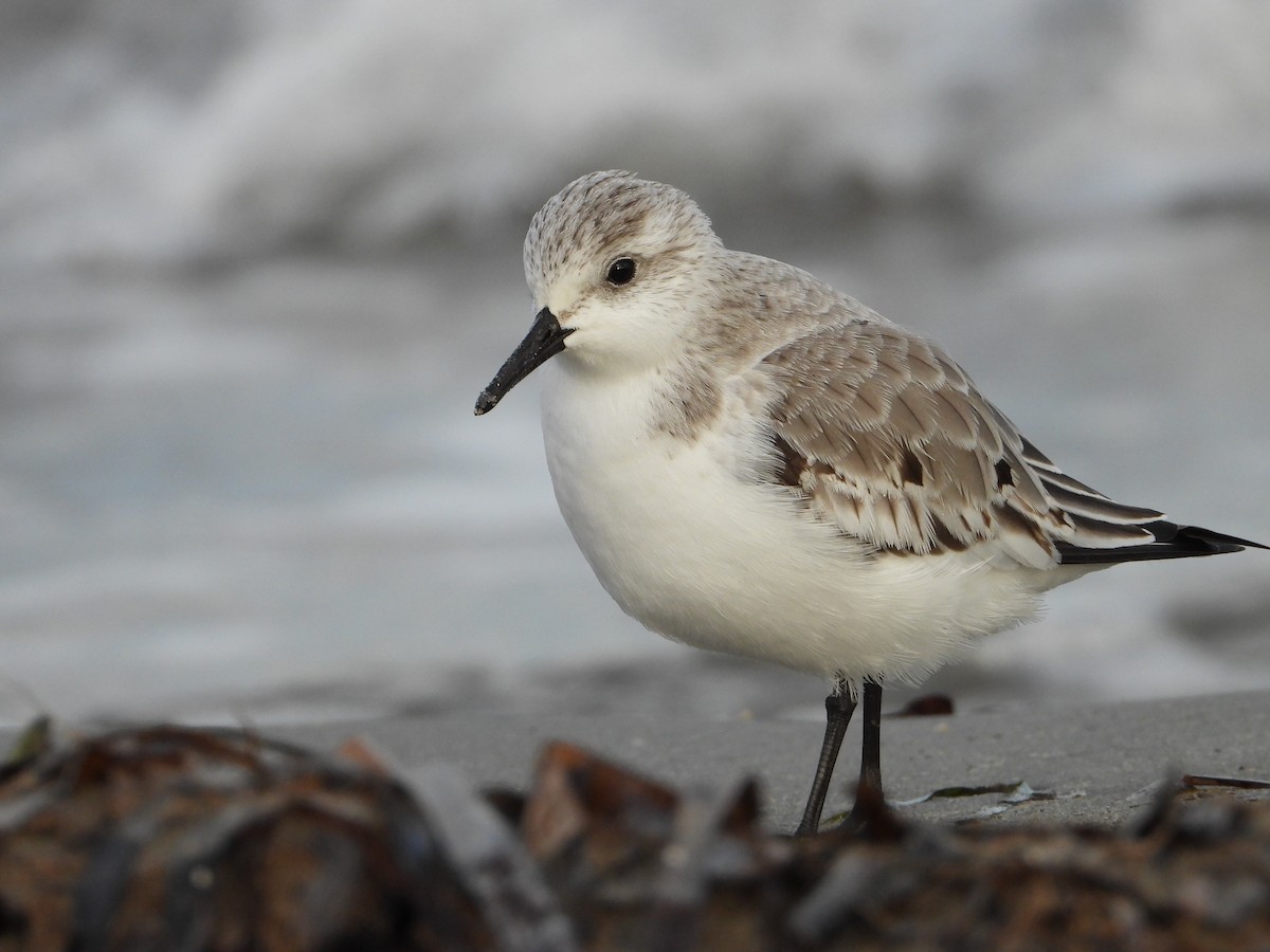 Sanderling - ML644534293