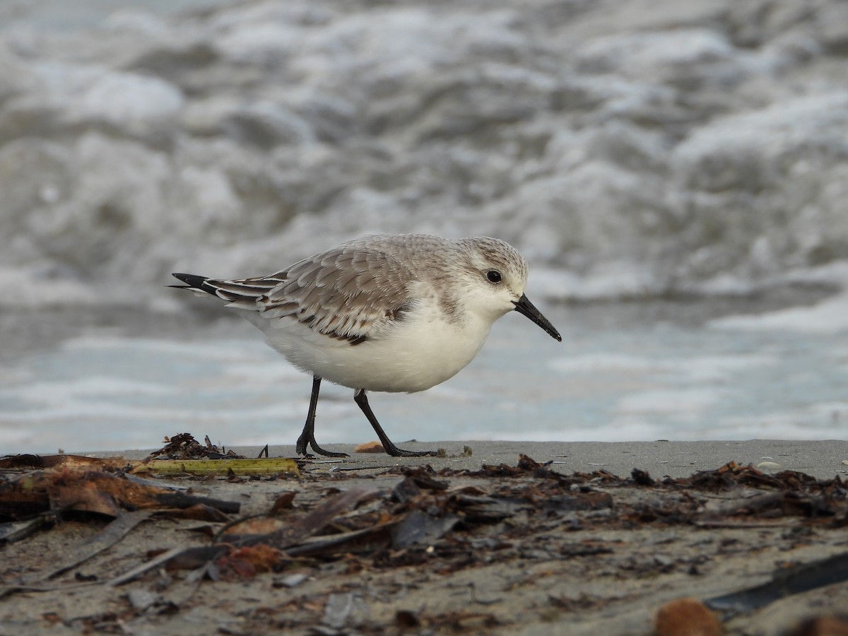 Sanderling - ML644534294