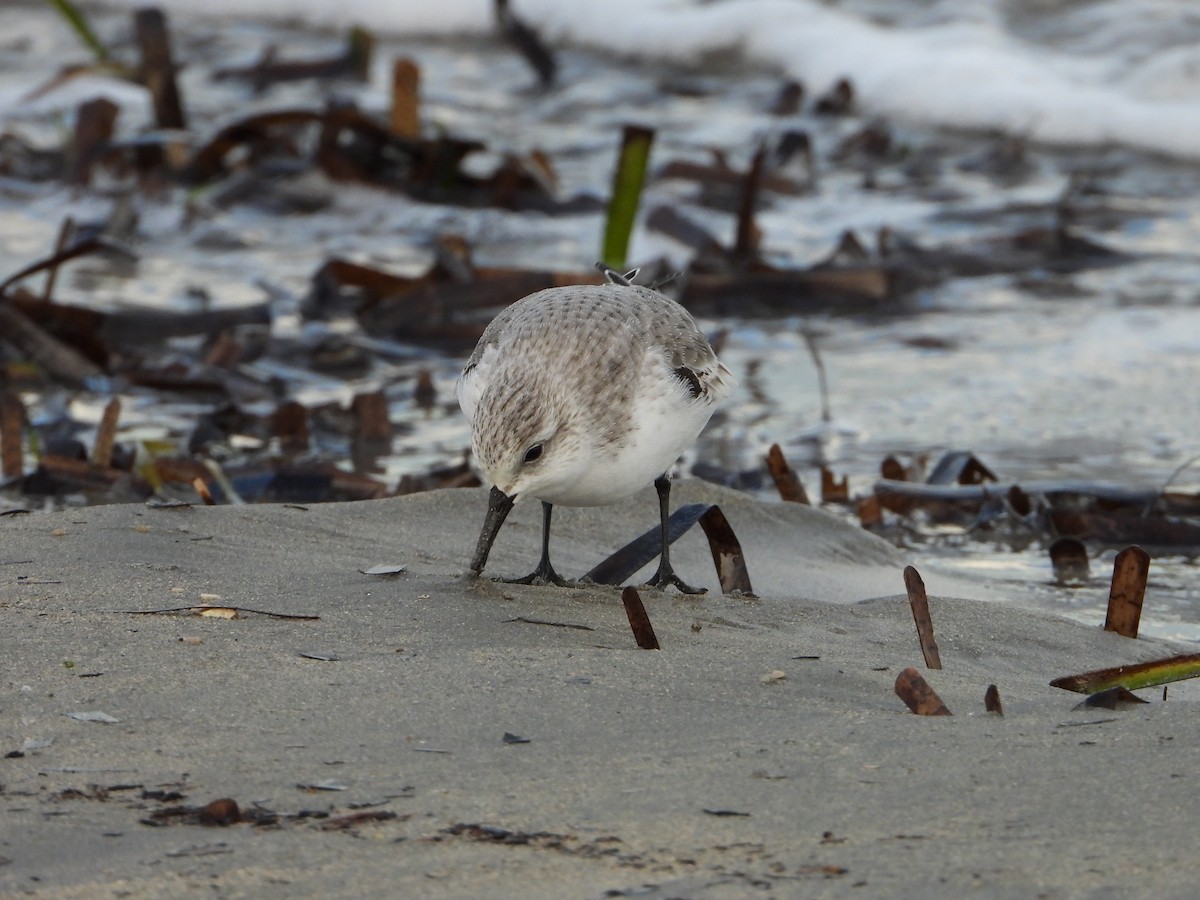 Sanderling - ML644534295