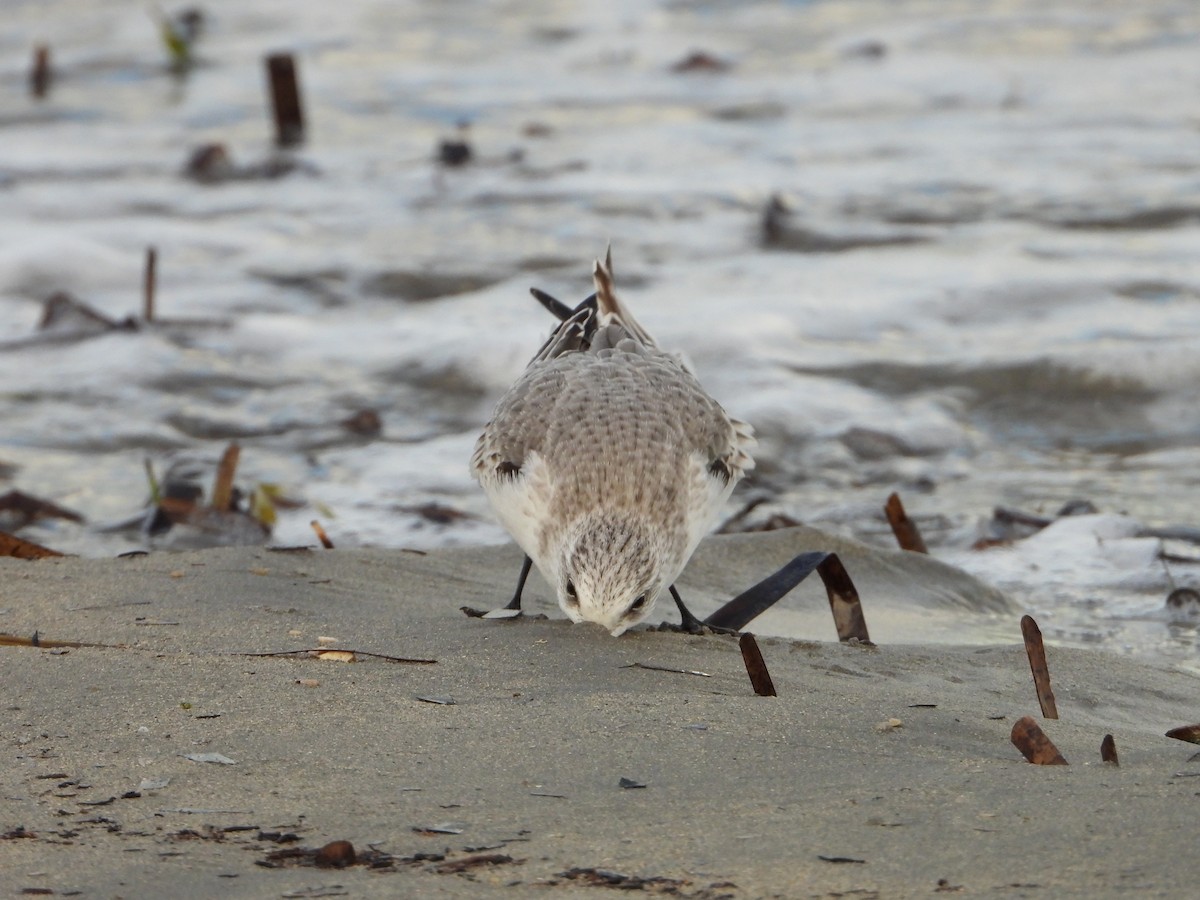 Sanderling - ML644534296