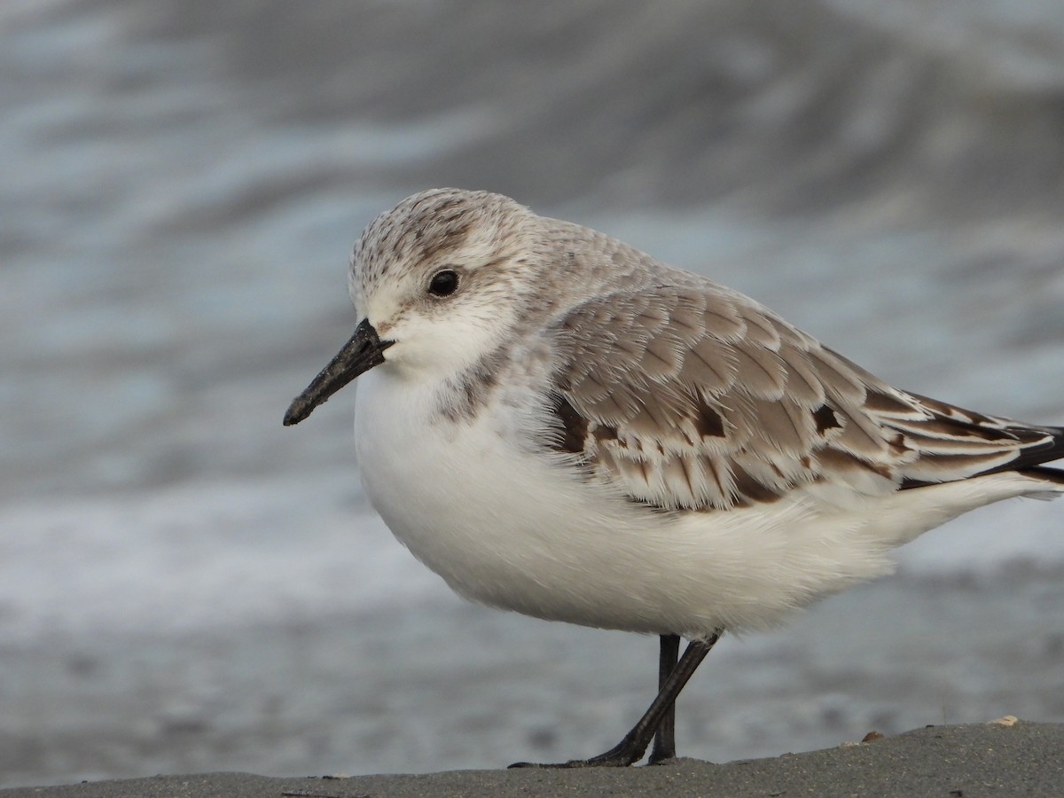 Sanderling - ML644534297