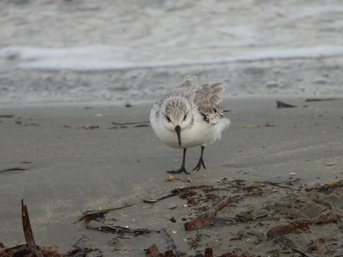 Sanderling - ML644534298