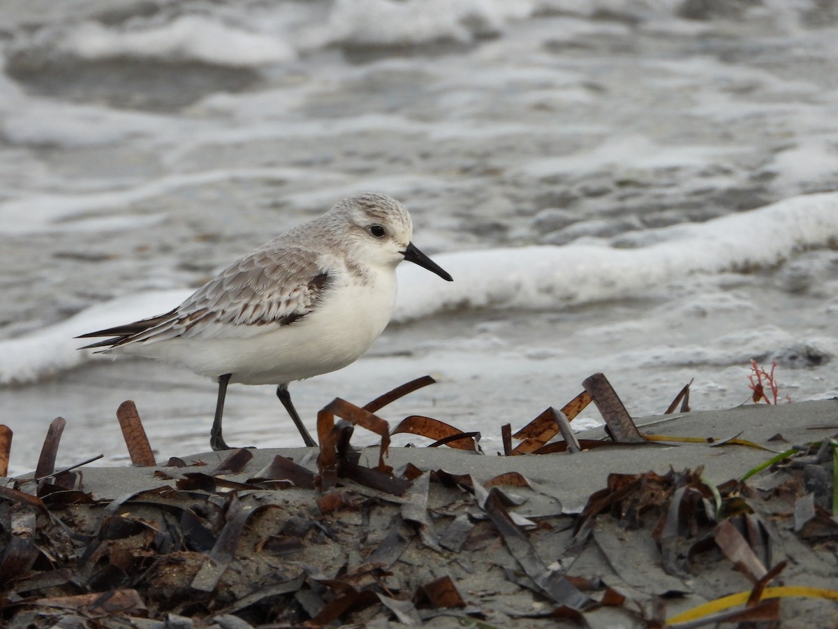 Sanderling - ML644534299