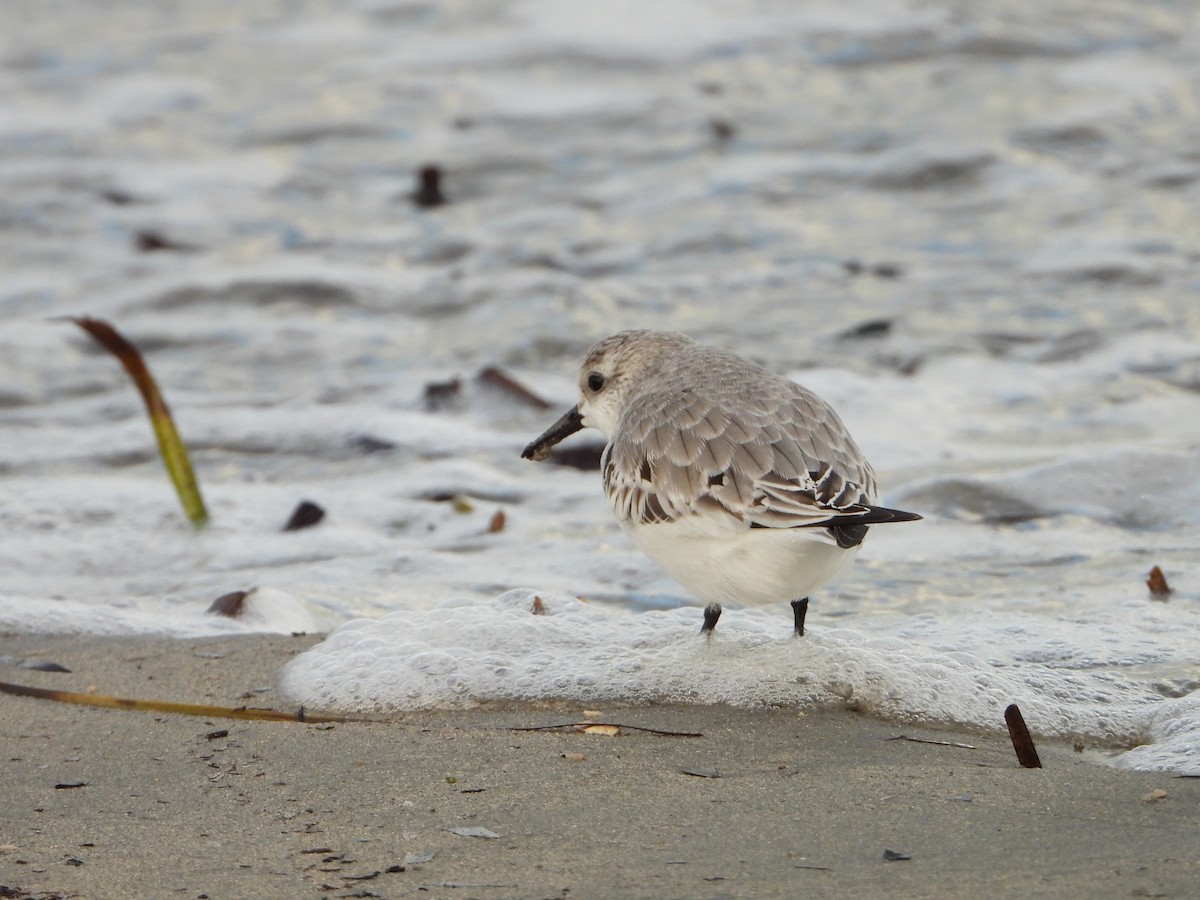 Sanderling - ML644534300