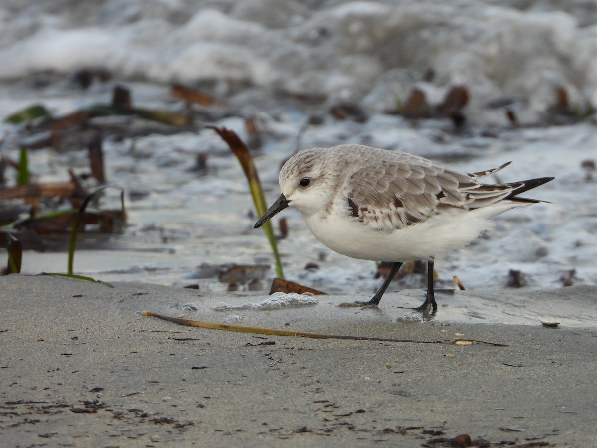 Sanderling - ML644534301
