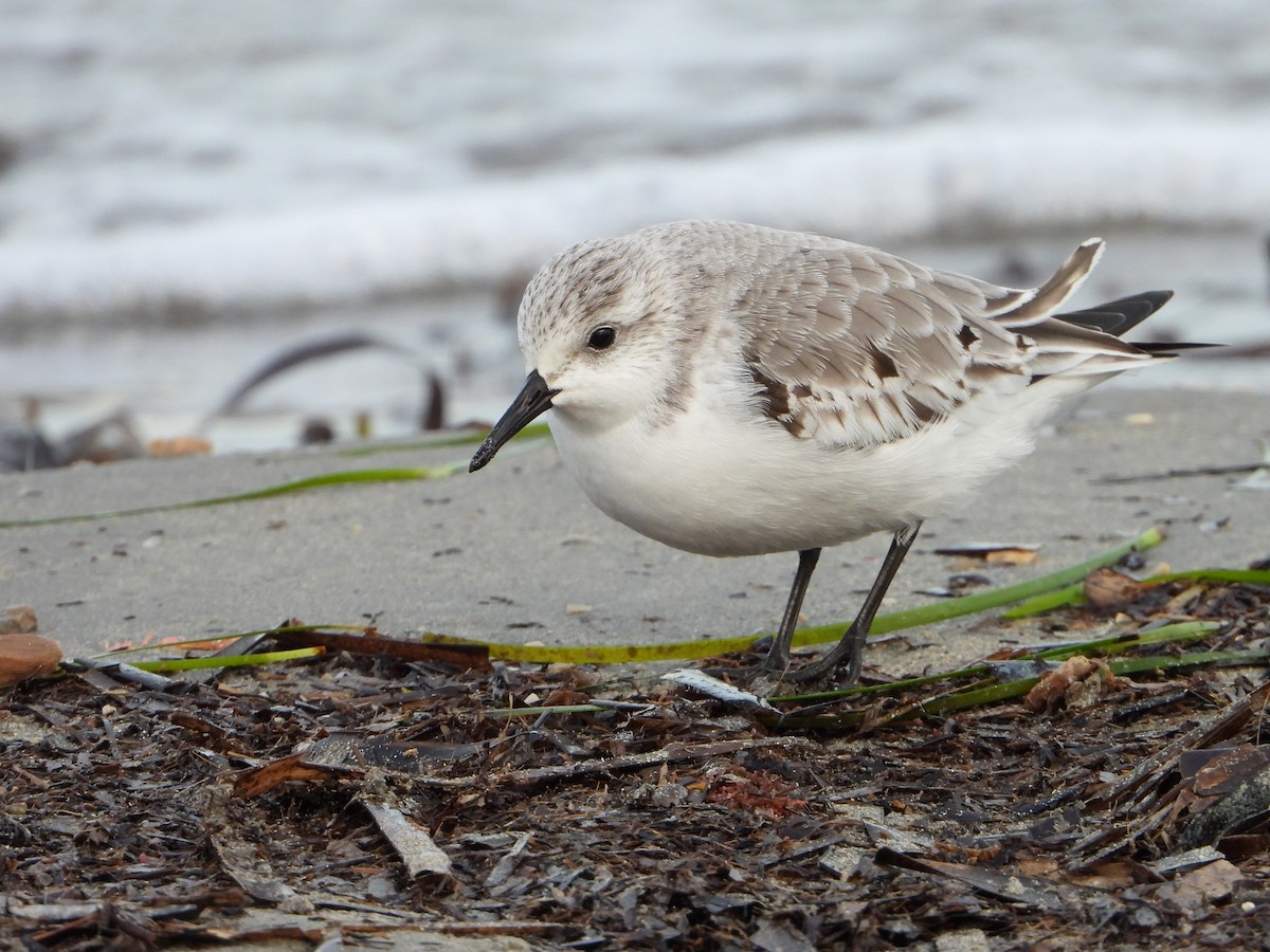 Sanderling - ML644534303