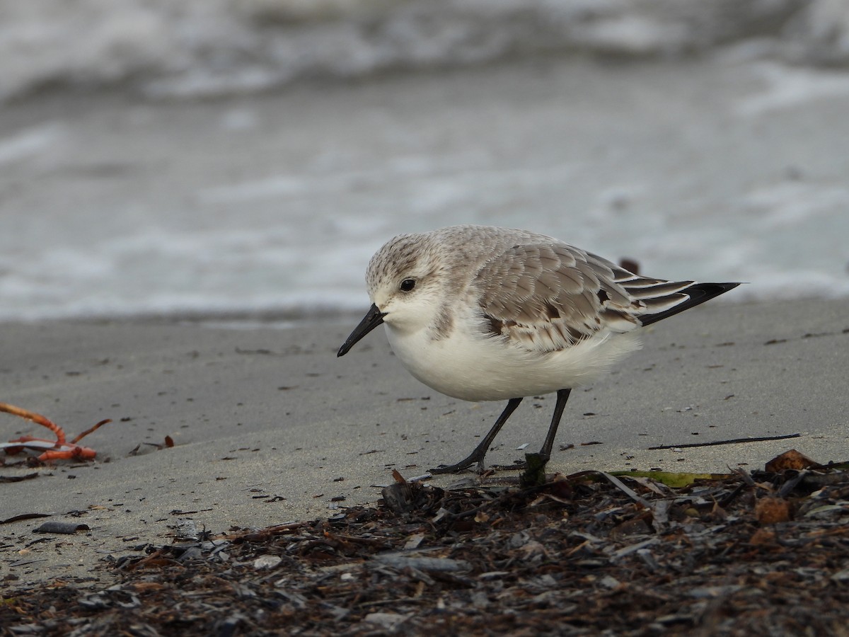 Sanderling - ML644534304