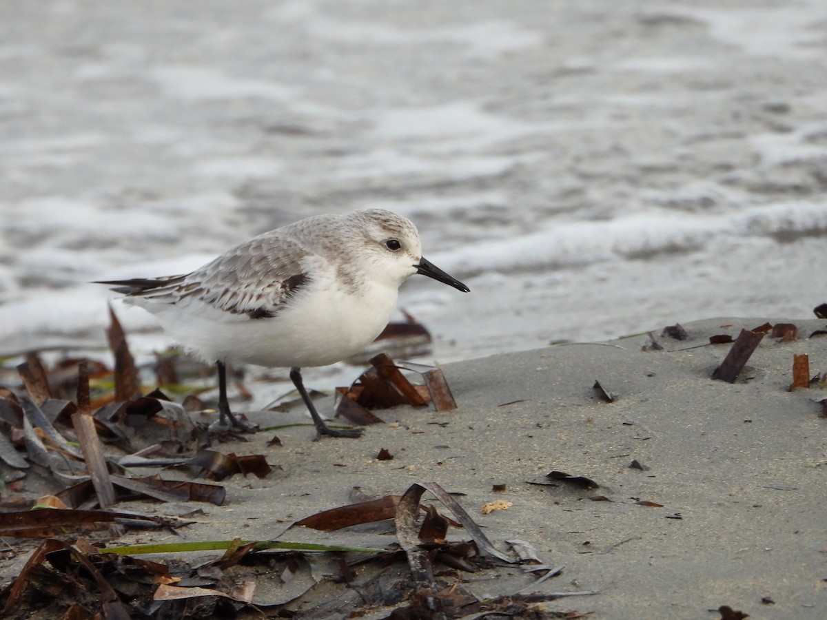 Sanderling - ML644534305