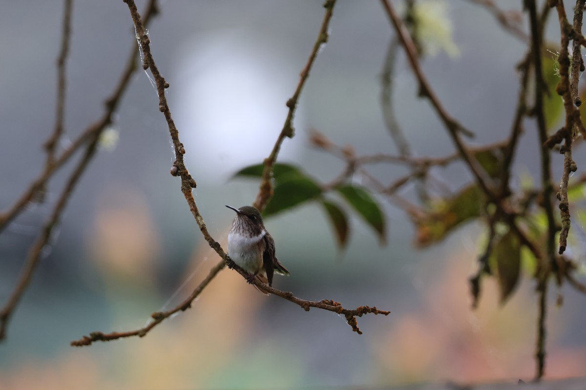 Volcano Hummingbird - ML644534306
