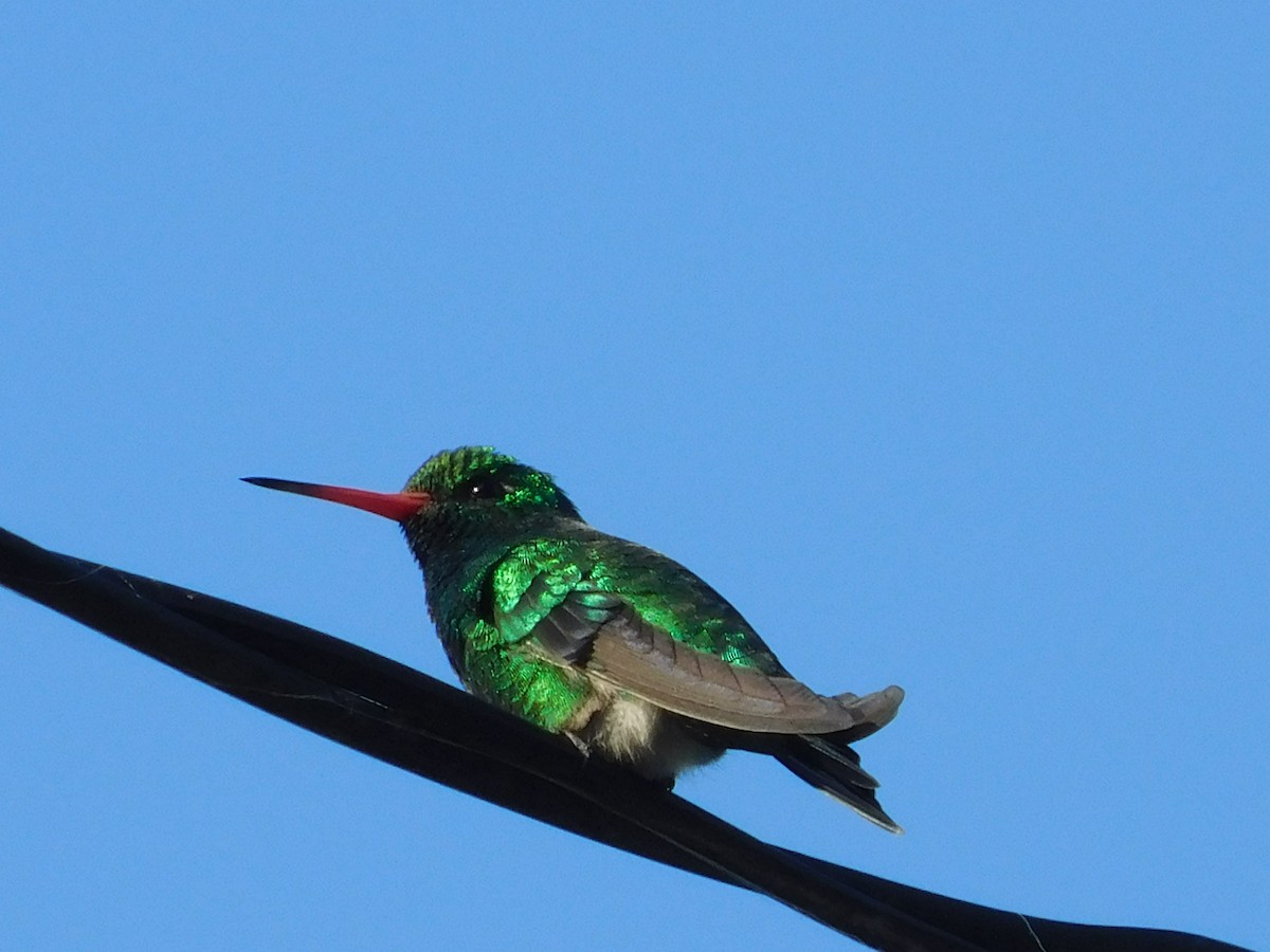 Glittering-bellied Emerald - ML644534309