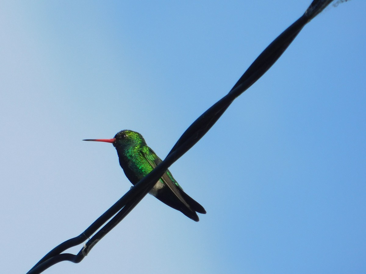 Glittering-bellied Emerald - ML644534310