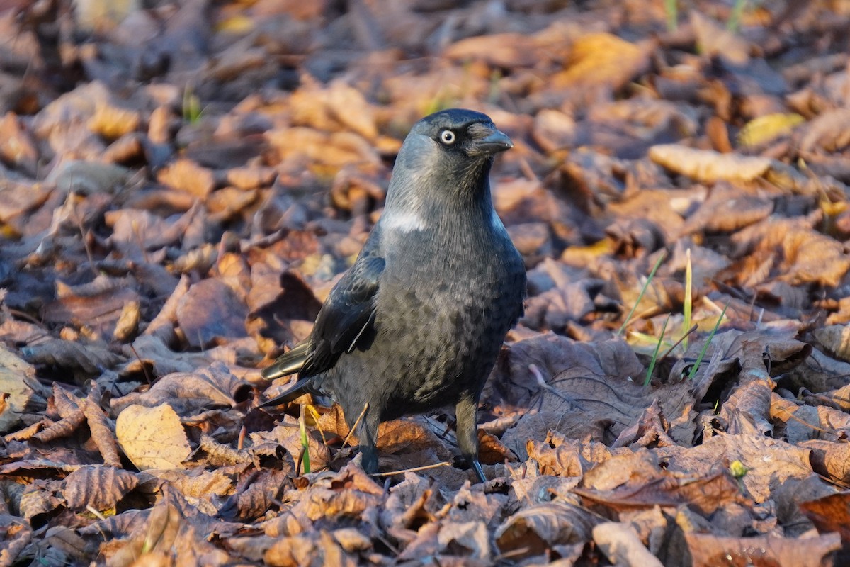 Eurasian Jackdaw - ML644534313