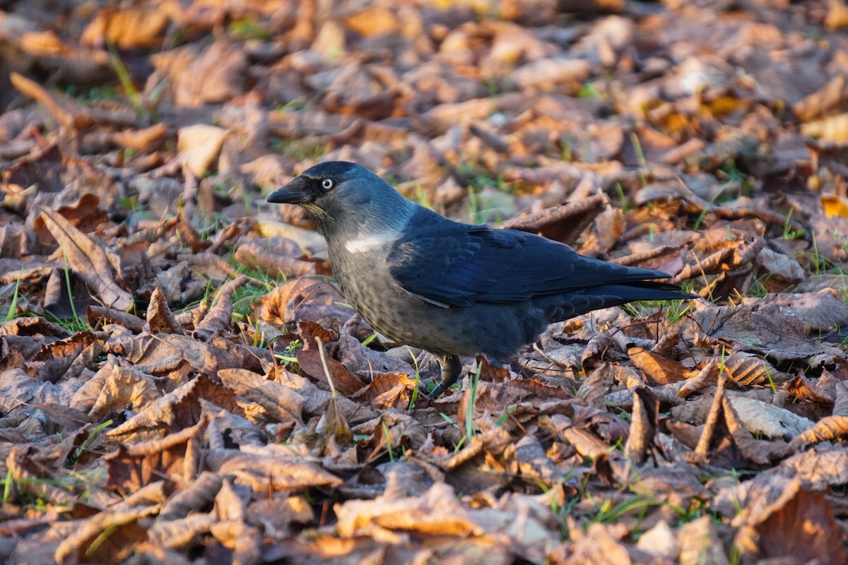 Eurasian Jackdaw - ML644534314