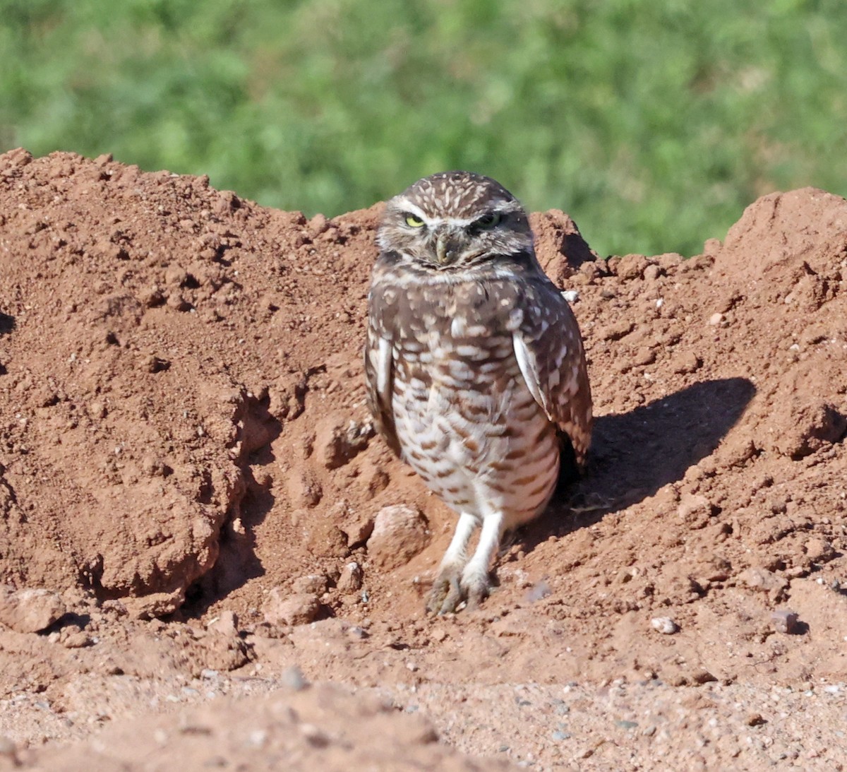 Burrowing Owl - ML644534315
